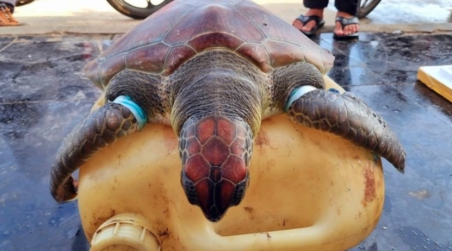 endangered sea turtle rescued from ghost net off quang ngai coast picture 1 endangered sea turtle rescued from ghost net off quang ngai coast picture 1