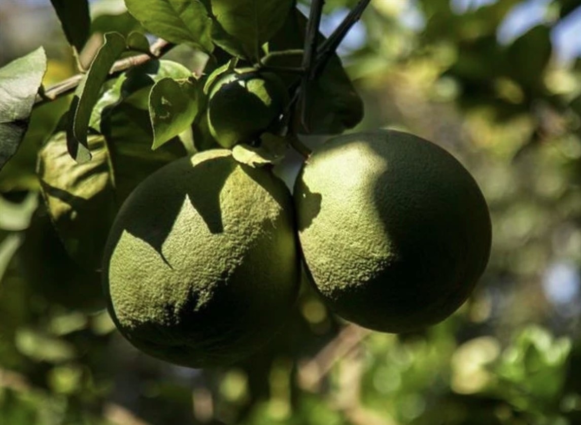 australia clears path for vietnamese pomelos with biosecurity final report picture 1