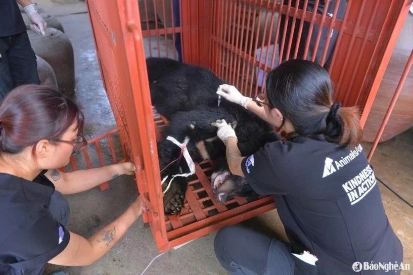 captive asian black bear transferred to rescue centre picture 1 captive asian black bear transferred to rescue centre picture 1