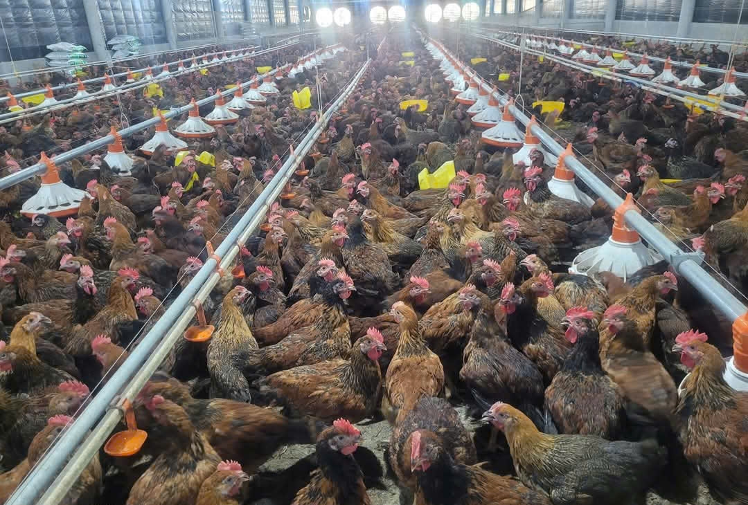 cảnh báo môi trường ô nhiễm từ các trại chăn nuôi gia cầm tại tiền giang hình ảnh 6 canh bao moi truong o nhiem tu cac trai chan nuoi gia cam tai tien giang hinh anh 6
