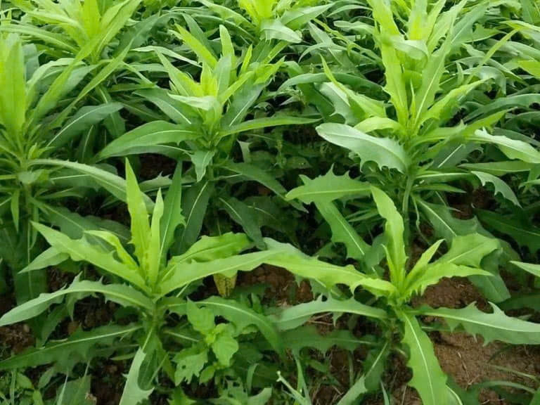 Cây mọc hoang ở Việt Nam sang nước ngoài thành đặc sản đắt đỏ
