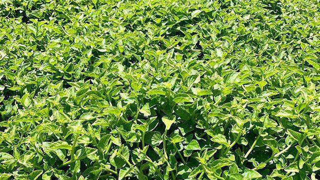 Cây dại gặp mưa xanh mơn mởn, thành đặc sản có giá 120.000 đồng/kg
