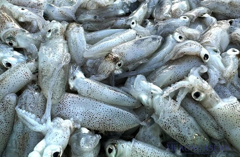 thailand among vietnam s top three export markets for squid and octopus picture 1 thailand among vietnam s top three export markets for squid and octopus picture 1