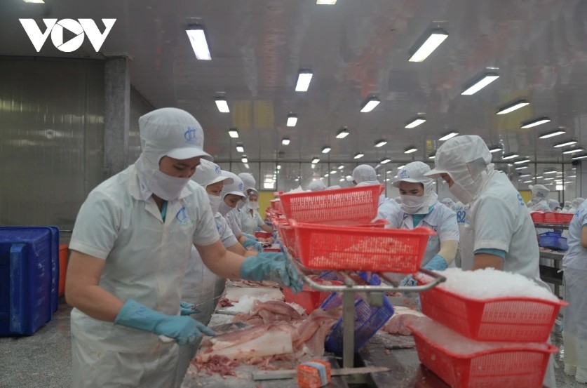 us exempts seven vietnamese tra fish exporters from anti-dumping duties picture 1