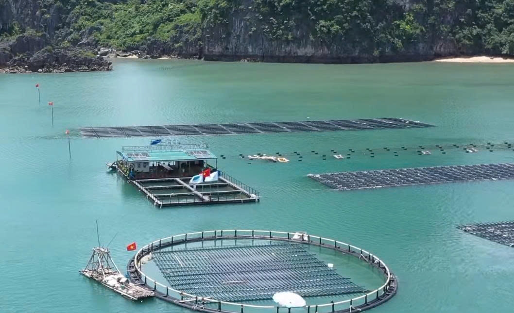 Quảng Ninh đẩy nhanh tiến độ giao biển nuôi trồng thuỷ sản