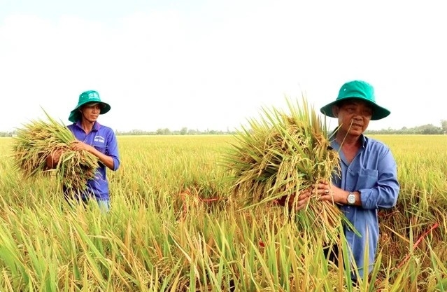 shaping vietnam s carbon credit market demands robust institutional framework picture 1 shaping vietnam s carbon credit market demands robust institutional framework picture 1