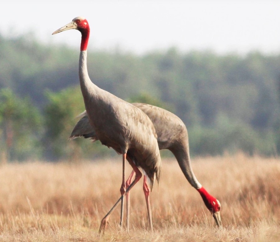 tram chim national park, saigon zoo plan to bring red-crowned cranes to vietnam picture 1