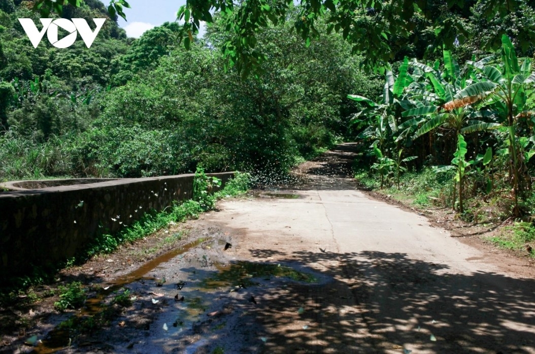 discovering cuc phuong national park during butterfly season picture 1 discovering cuc phuong national park during butterfly season picture 1