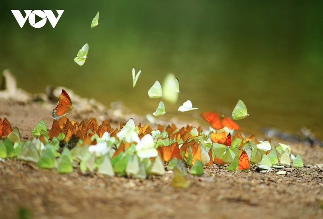 discovering cuc phuong national park during butterfly season picture 11