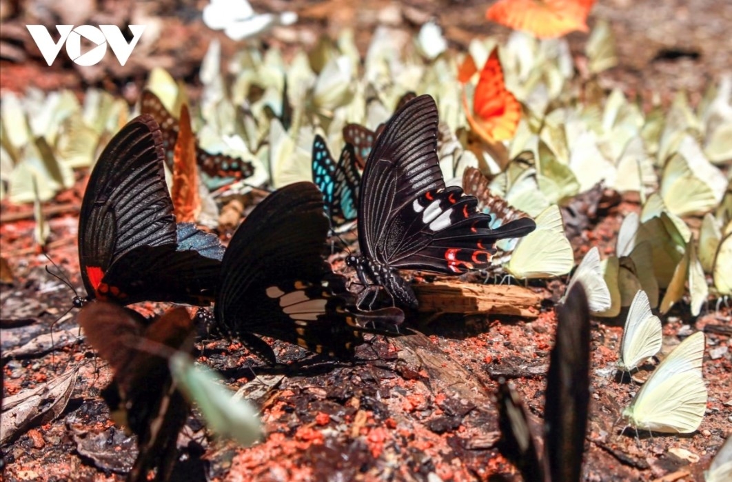 discovering cuc phuong national park during butterfly season picture 3 discovering cuc phuong national park during butterfly season picture 3