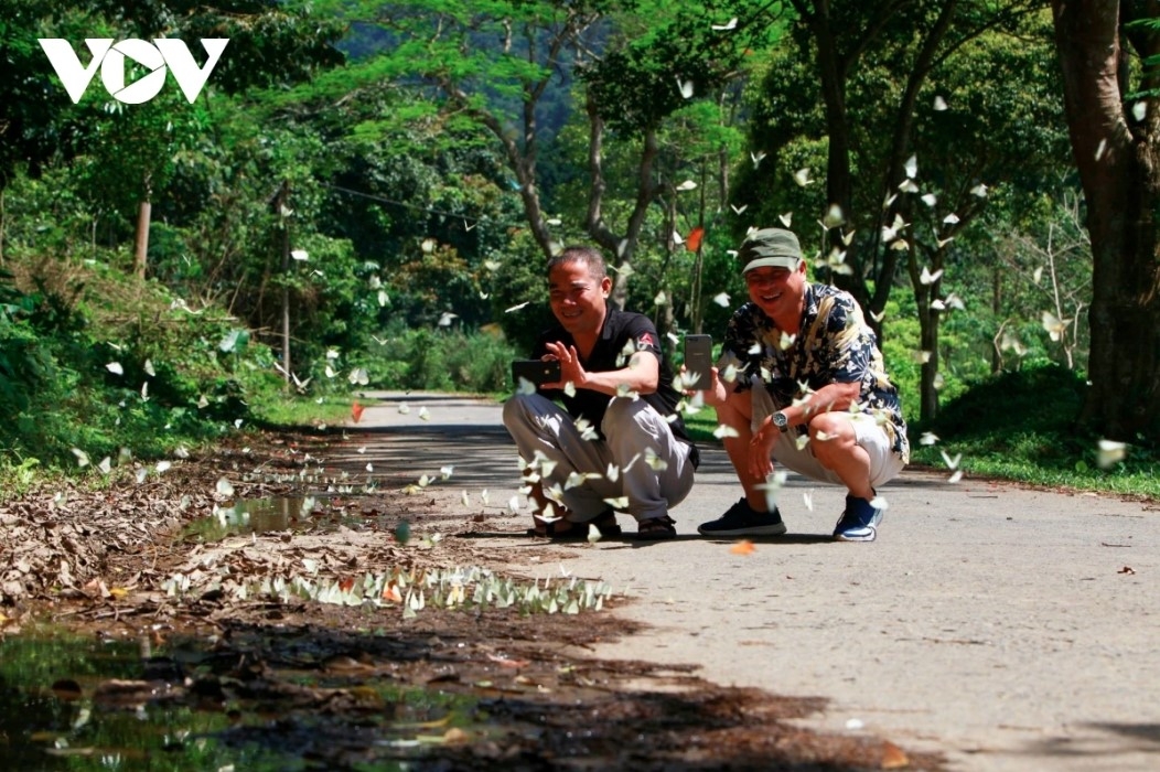 discovering cuc phuong national park during butterfly season picture 4 discovering cuc phuong national park during butterfly season picture 4