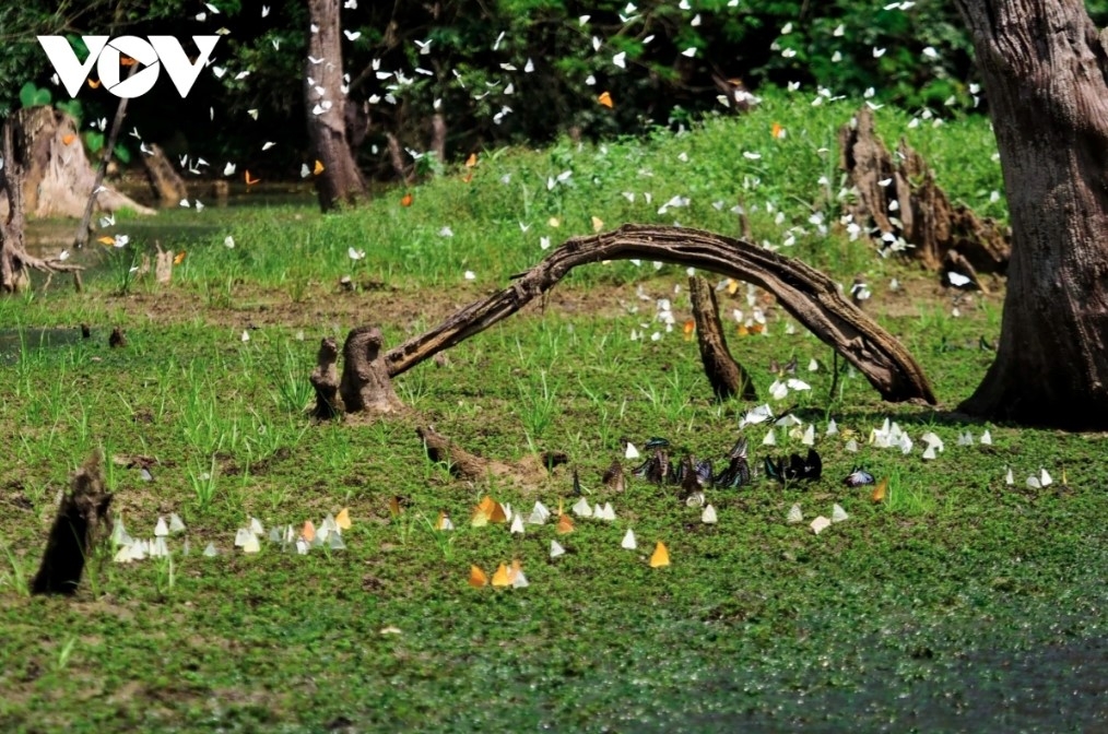 discovering cuc phuong national park during butterfly season picture 6 discovering cuc phuong national park during butterfly season picture 6