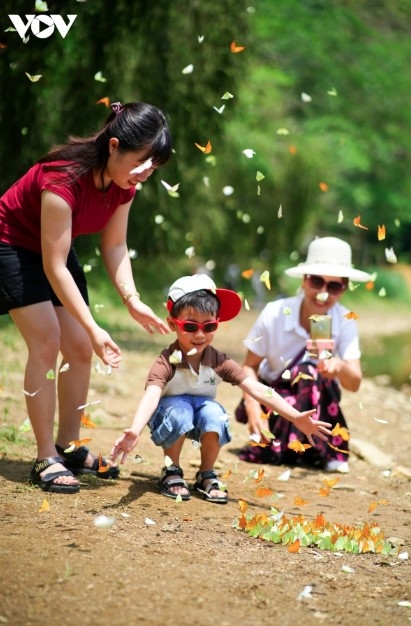 discovering cuc phuong national park during butterfly season picture 7 discovering cuc phuong national park during butterfly season picture 7