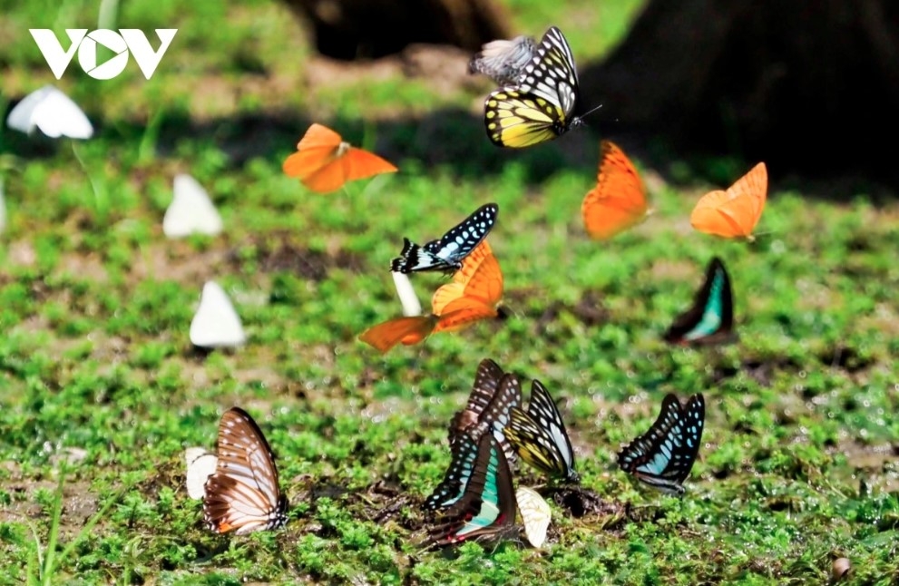 discovering cuc phuong national park during butterfly season picture 9 discovering cuc phuong national park during butterfly season picture 9