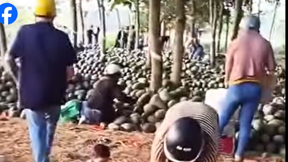 xôn xao video người dân lấy hàng tấn dưa hấu bị bỏ trong rừng cao su hình ảnh 2 xon xao video nguoi dan lay hang tan dua hau bi bo trong rung cao su hinh anh 2