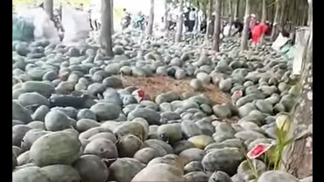 Xôn xao video người dân lấy hàng tấn dưa hấu bị bỏ trong rừng cao su