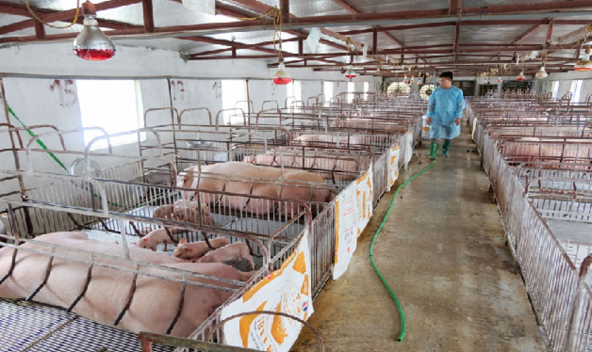 Báo động tình trạng mất an toàn vệ sinh thực phẩm trong chăn nuôi
