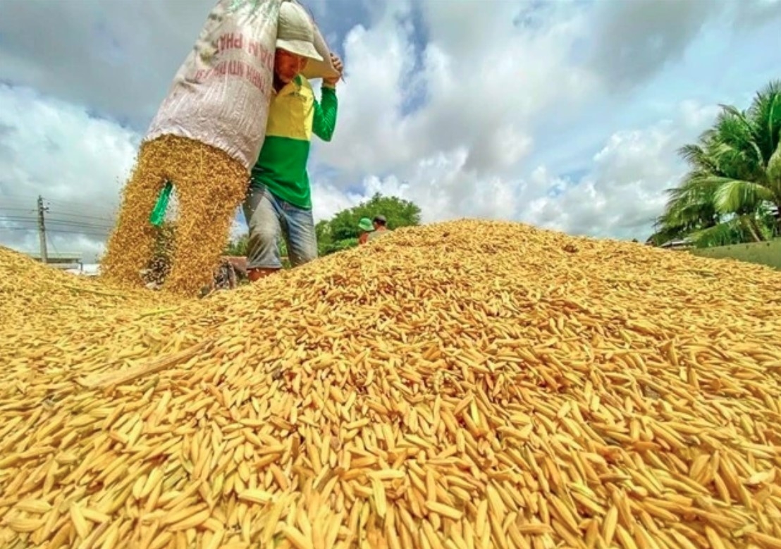 vietnam to export first batch of low-emission rice picture 1