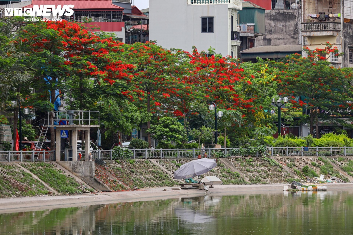 flamboyant blossoms light up hanoi s early summer streets picture 1 flamboyant blossoms light up hanoi s early summer streets picture 1