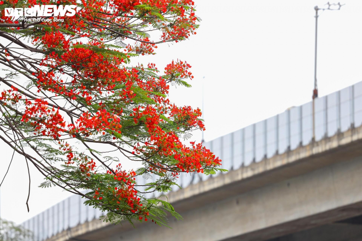 flamboyant blossoms light up hanoi s early summer streets picture 10