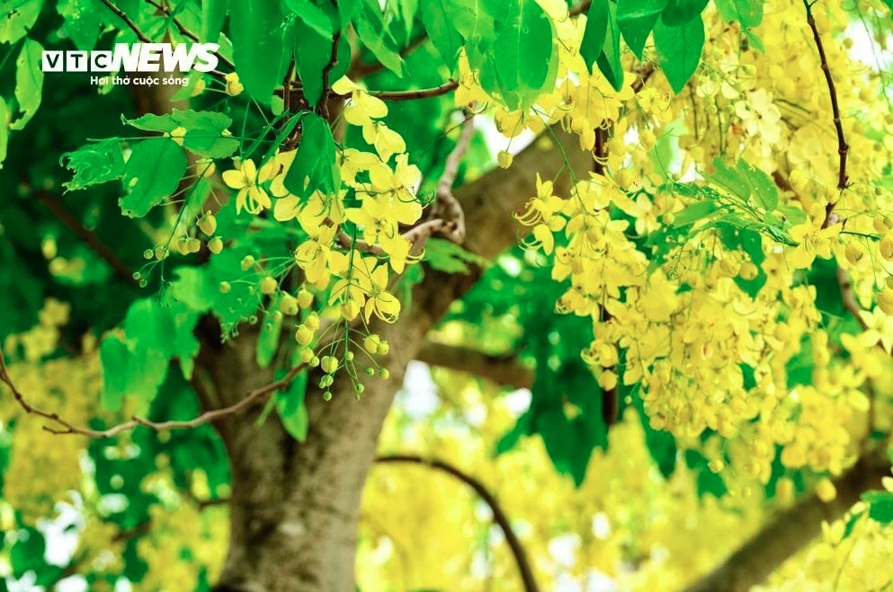 golden shower trees in full bloom around west lake picture 10 golden shower trees in full bloom around west lake picture 10