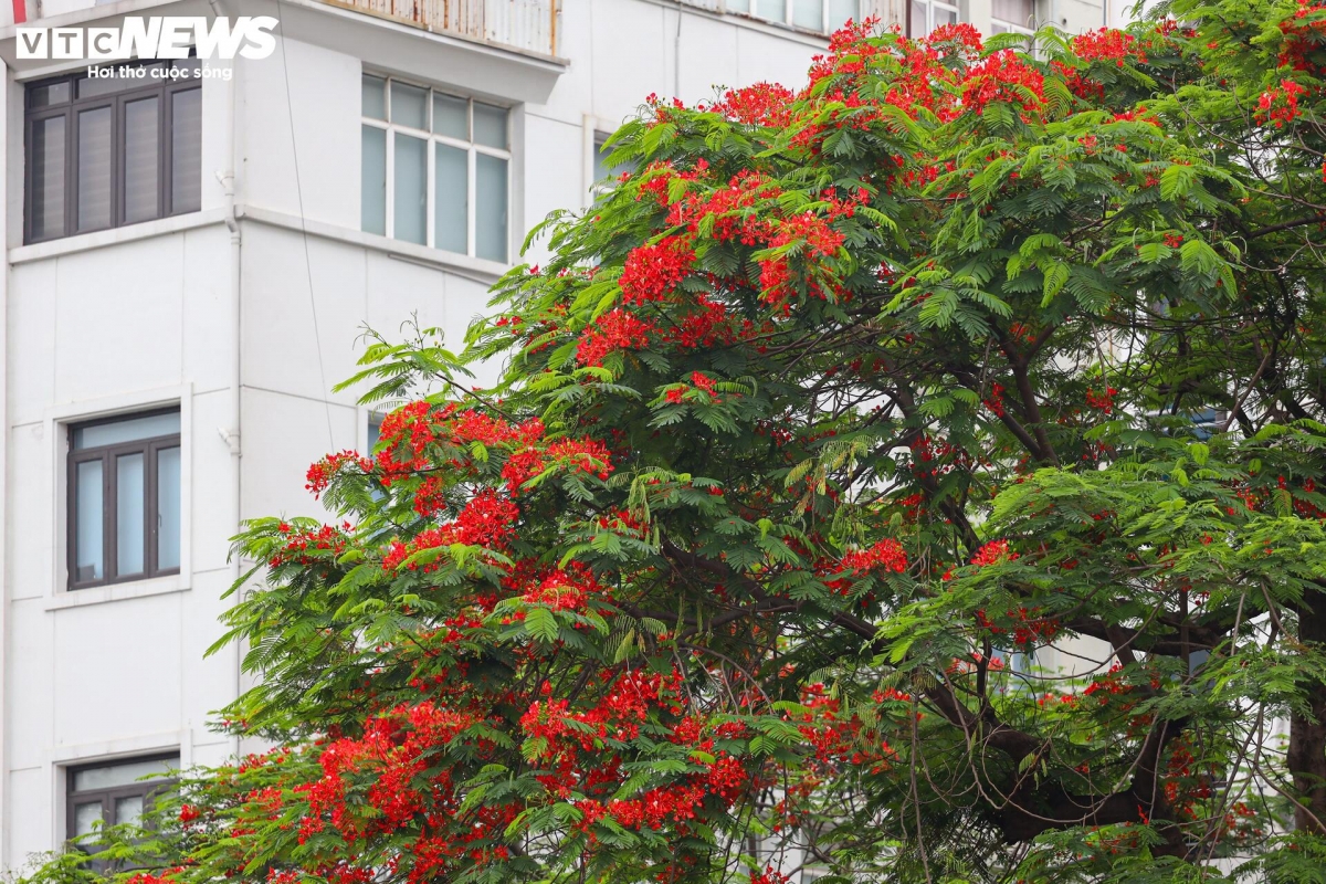 flamboyant blossoms light up hanoi s early summer streets picture 11 flamboyant blossoms light up hanoi s early summer streets picture 11