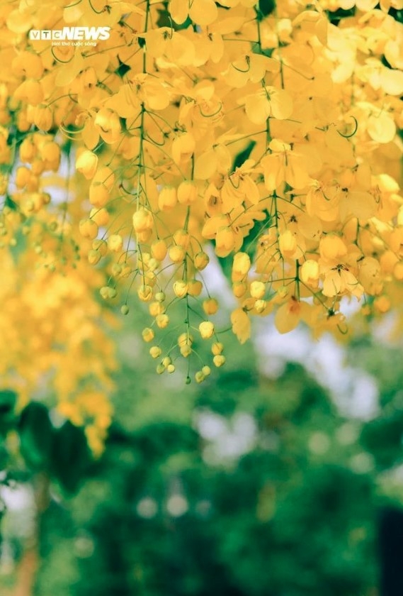 golden shower trees in full bloom around west lake picture 11 golden shower trees in full bloom around west lake picture 11