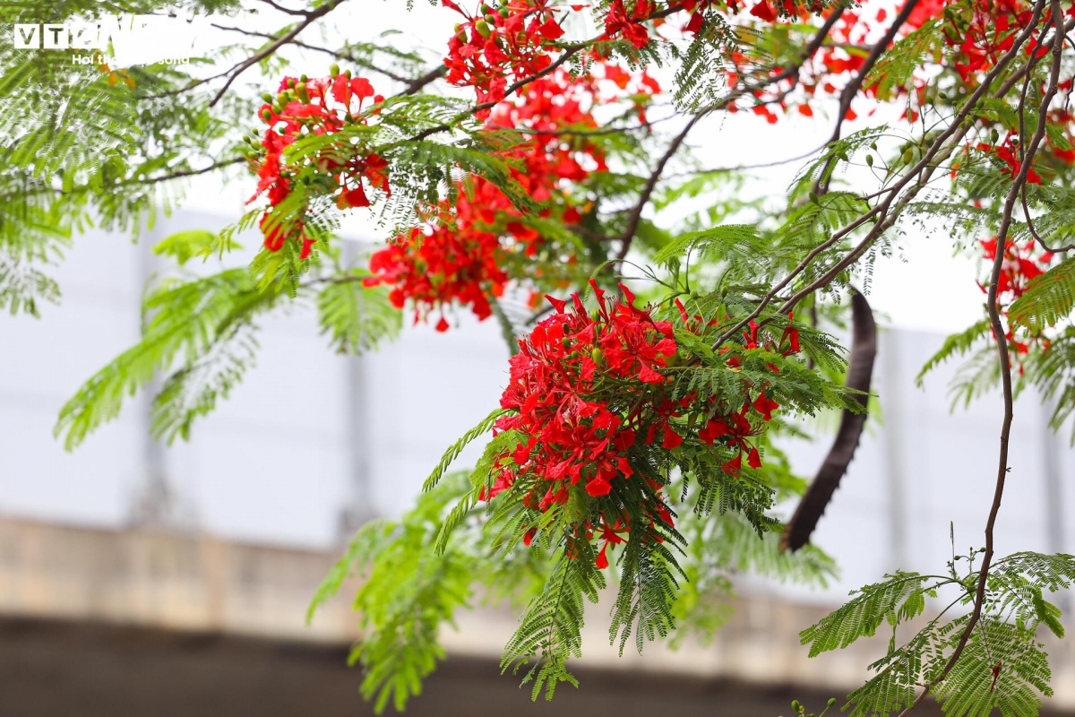 flamboyant blossoms light up hanoi s early summer streets picture 12