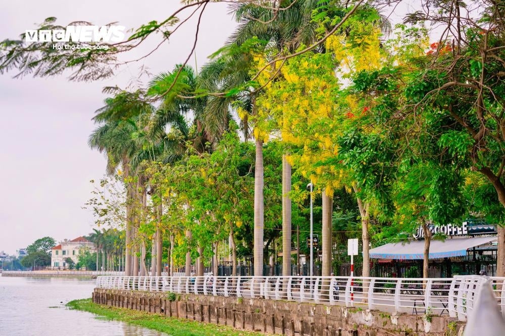 golden shower trees in full bloom around west lake picture 1 golden shower trees in full bloom around west lake picture 1