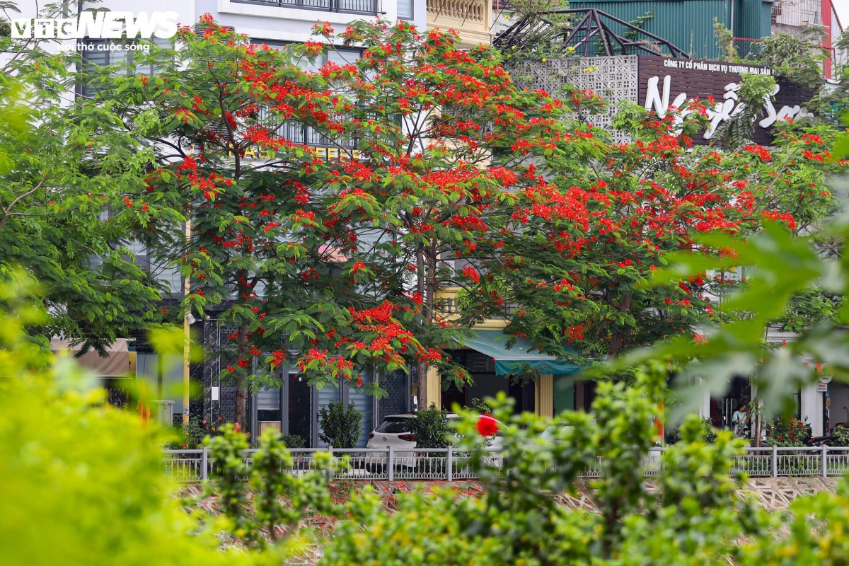 flamboyant blossoms light up hanoi s early summer streets picture 2 flamboyant blossoms light up hanoi s early summer streets picture 2