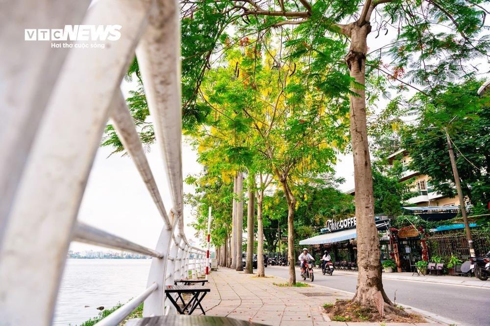 golden shower trees in full bloom around west lake picture 2 golden shower trees in full bloom around west lake picture 2