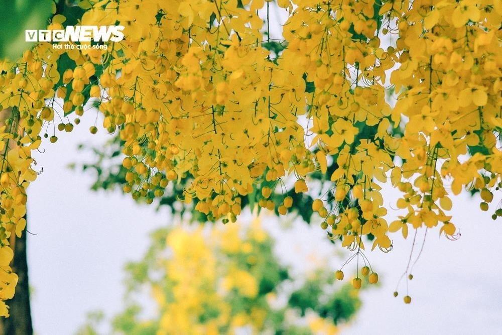 golden shower trees in full bloom around west lake picture 3 golden shower trees in full bloom around west lake picture 3