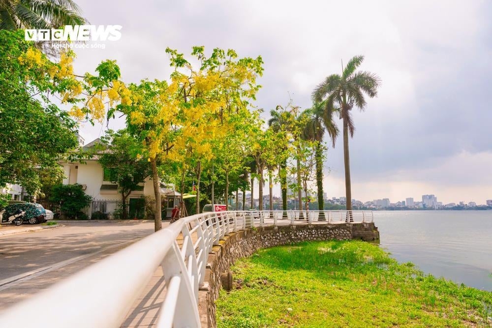 golden shower trees in full bloom around west lake picture 5 golden shower trees in full bloom around west lake picture 5