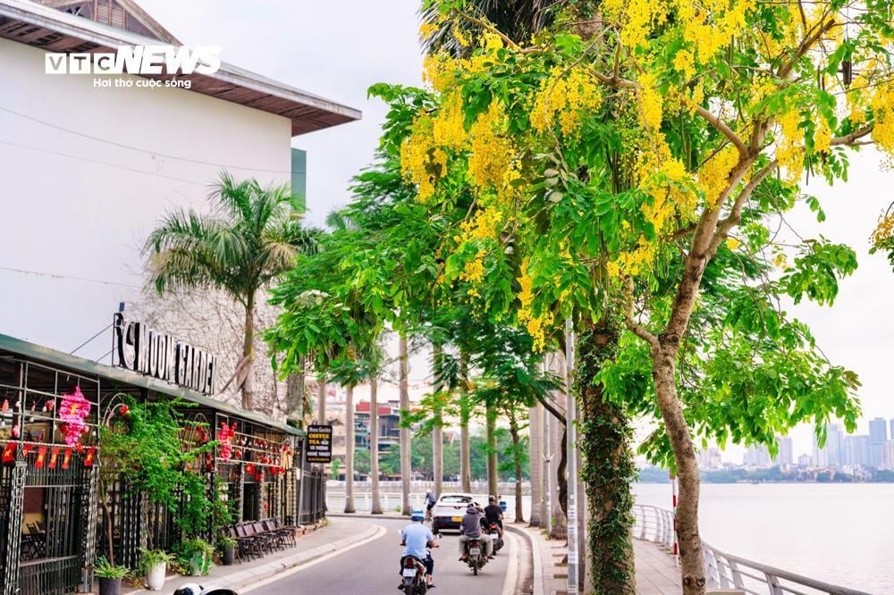 golden shower trees in full bloom around west lake picture 6 golden shower trees in full bloom around west lake picture 6