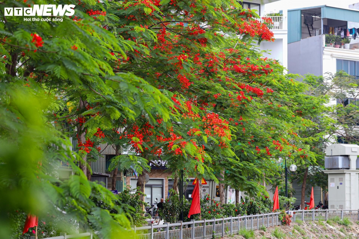 flamboyant blossoms light up hanoi s early summer streets picture 7 flamboyant blossoms light up hanoi s early summer streets picture 7