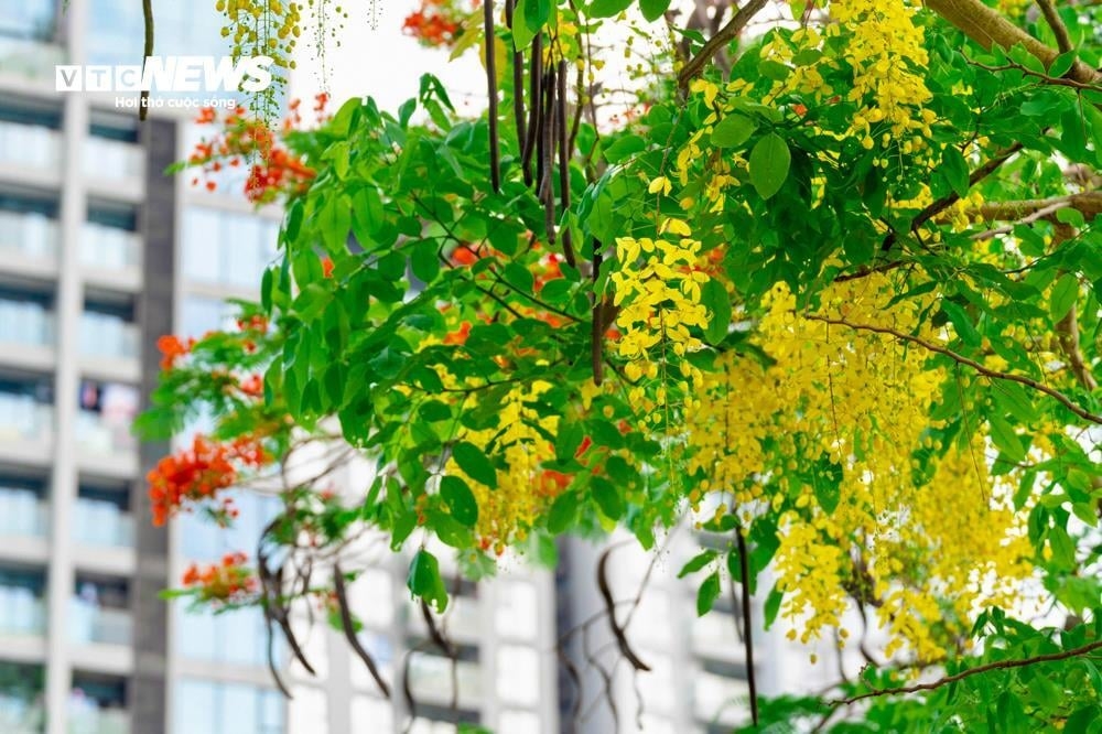 golden shower trees in full bloom around west lake picture 7 golden shower trees in full bloom around west lake picture 7