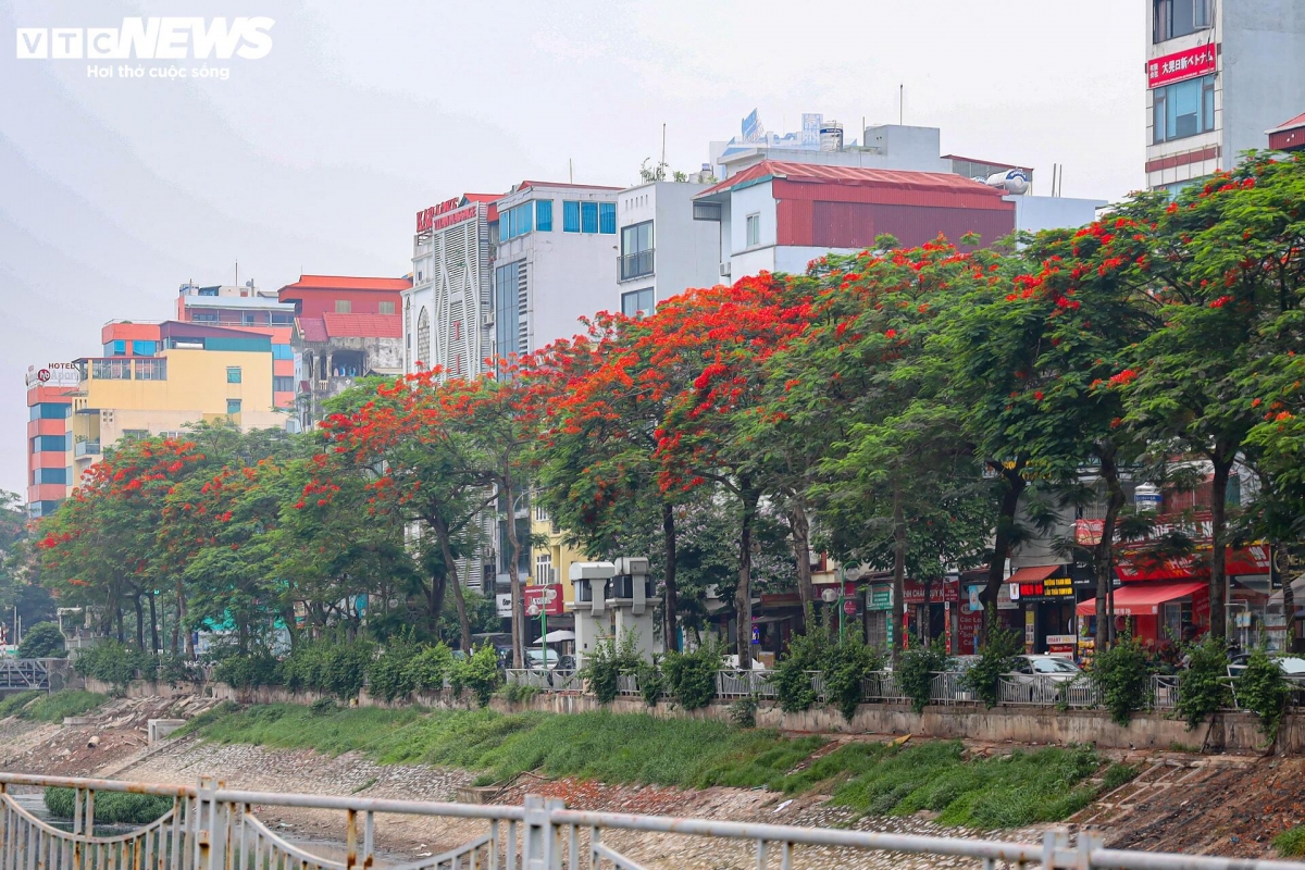 flamboyant blossoms light up hanoi s early summer streets picture 8 flamboyant blossoms light up hanoi s early summer streets picture 8