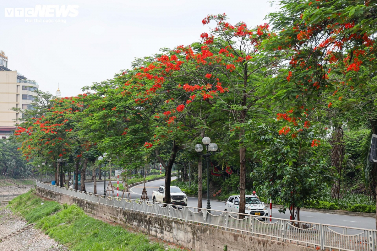 flamboyant blossoms light up hanoi s early summer streets picture 9