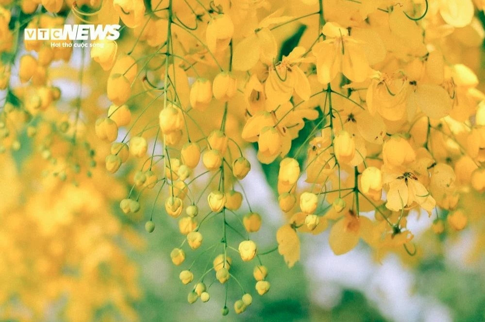 golden shower trees in full bloom around west lake picture 9 golden shower trees in full bloom around west lake picture 9