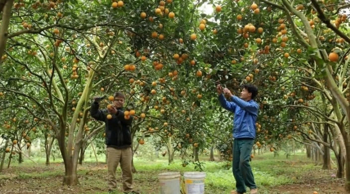 farmers increase technology application in fruit cultivation picture 1 farmers increase technology application in fruit cultivation picture 1
