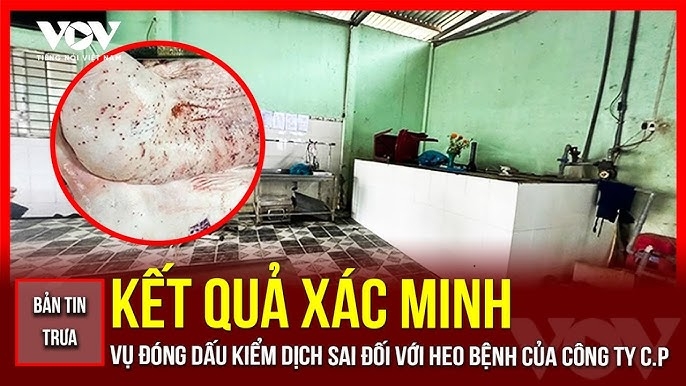 Bản tin tổng hợp: Kết quả xác minh vụ đóng dấu kiểm dịch sai của Công ty C.P