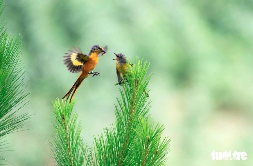 over 70 rare bird species captured in photos at vietnam birdrace 2025 picture 1 over 70 rare bird species captured in photos at vietnam birdrace 2025 picture 1