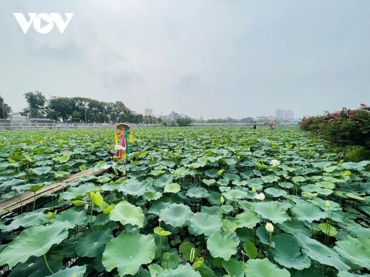 west lake lotus - the pure beauty in the heart of hanoi picture 1 west lake lotus - the pure beauty in the heart of hanoi picture 1