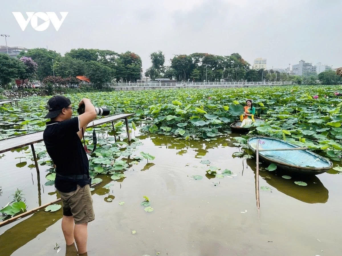 west lake lotus - the pure beauty in the heart of hanoi picture 10 west lake lotus - the pure beauty in the heart of hanoi picture 10