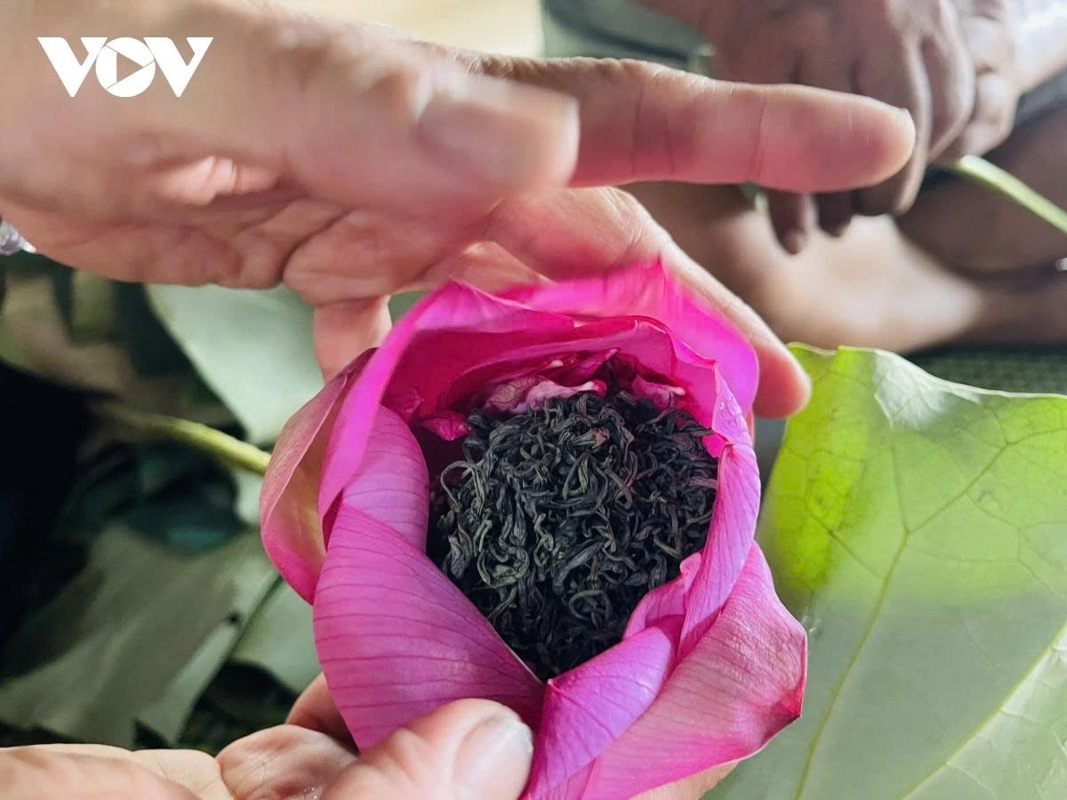west lake lotus - the pure beauty in the heart of hanoi picture 11 west lake lotus - the pure beauty in the heart of hanoi picture 11
