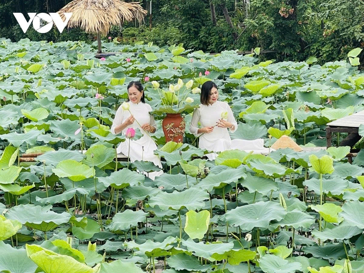 west lake lotus - the pure beauty in the heart of hanoi picture 2 west lake lotus - the pure beauty in the heart of hanoi picture 2