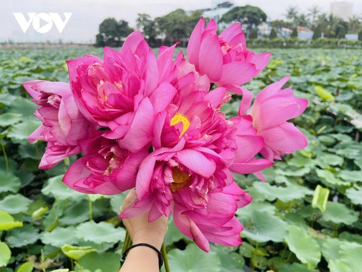 west lake lotus - the pure beauty in the heart of hanoi picture 5 west lake lotus - the pure beauty in the heart of hanoi picture 5