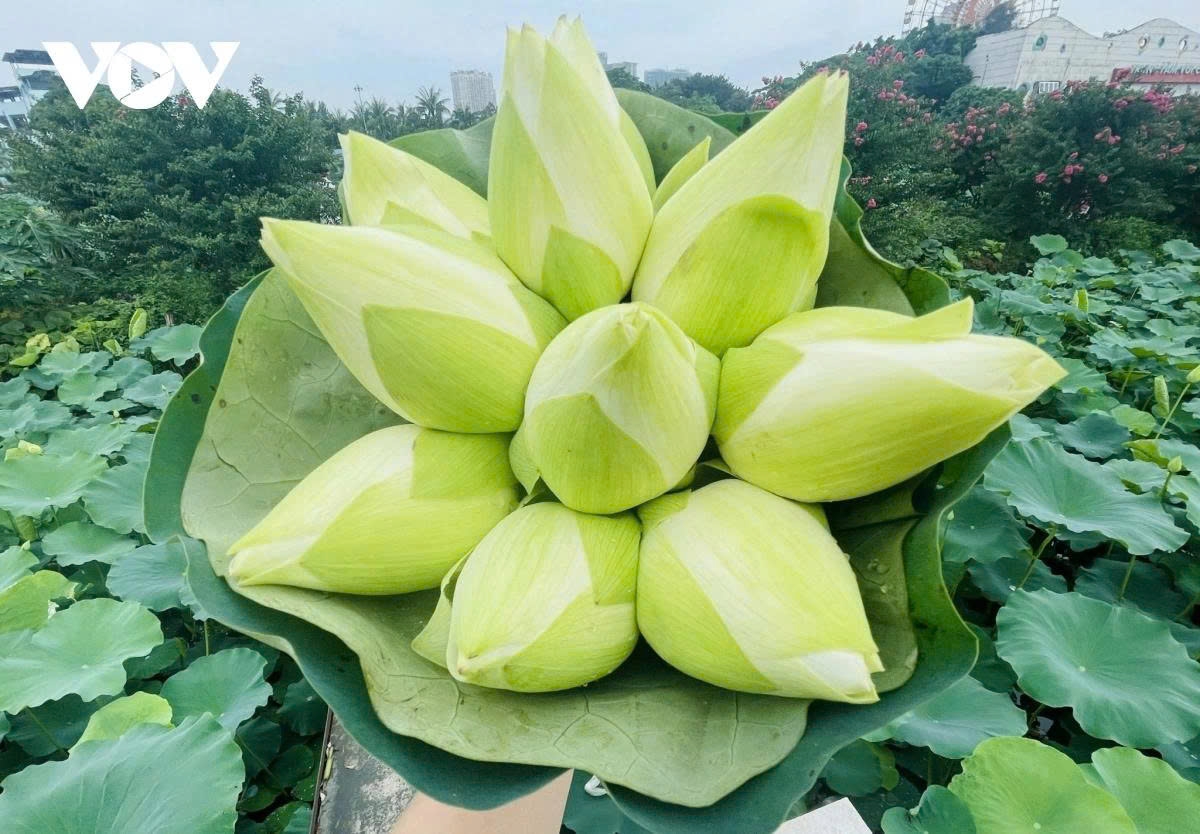 west lake lotus - the pure beauty in the heart of hanoi picture 6 west lake lotus - the pure beauty in the heart of hanoi picture 6