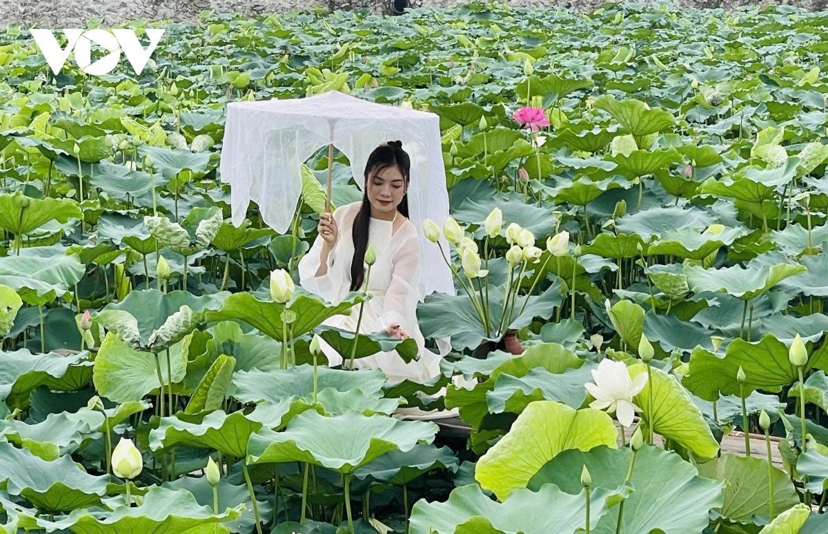 west lake lotus - the pure beauty in the heart of hanoi picture 8 west lake lotus - the pure beauty in the heart of hanoi picture 8