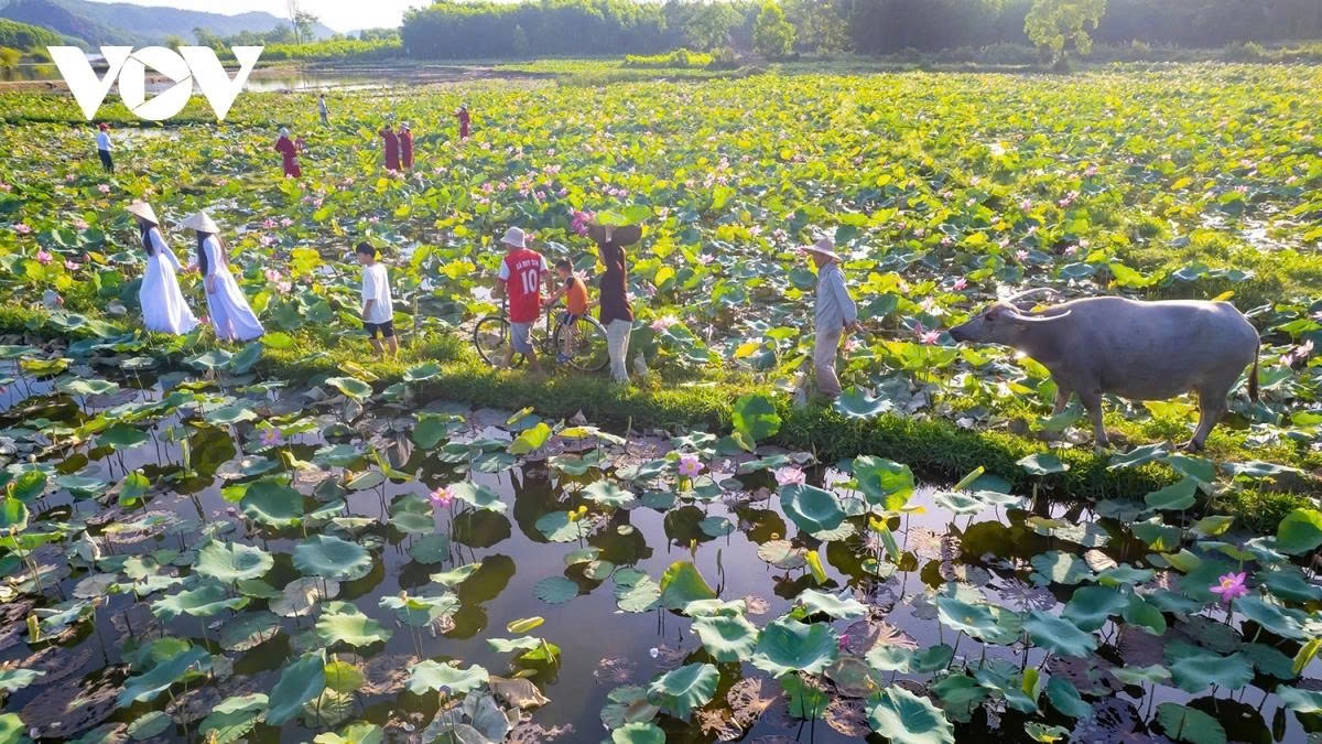 tra ly lotus pond a hidden gem in quang nam picture 1